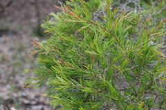 Melaleuca nodosa