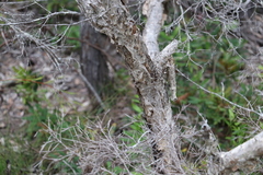 Melaleuca nodosa