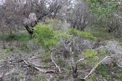 Melaleuca nodosa