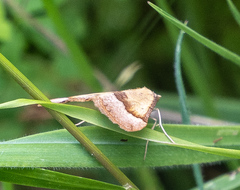 Anachloris subochraria