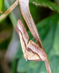 Anachloris subochraria