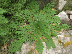 Selaginella novoleonensis