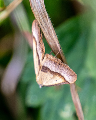 Anachloris subochraria