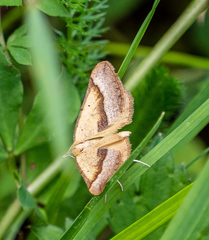 Anachloris subochraria