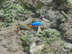 Pomacentrus auriventris