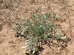 Astragalus andersonii