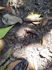 Bothriurus coriaceus