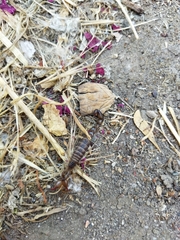 Bothriurus coriaceus