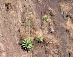 Agave angustiarum