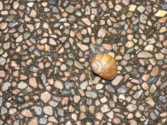 Xanthomelon pachystylum