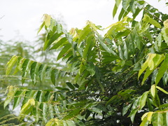 Glochidion lanceolatum