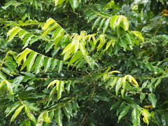 Glochidion lanceolatum