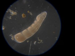 Marginulinopsis bradyi