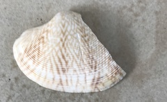 Ruditapes philippinarum