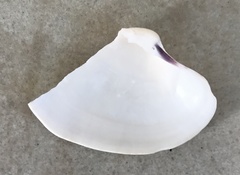 Ruditapes philippinarum