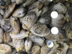 Ruditapes philippinarum