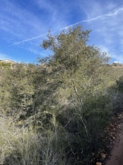 Quercus dumosa