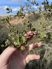 Quercus dumosa
