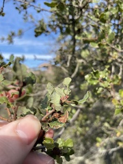 Quercus dumosa
