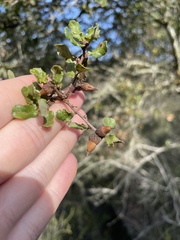 Quercus dumosa