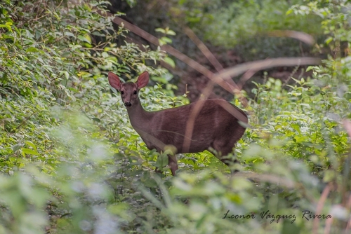 Yucatán Brown Brocket