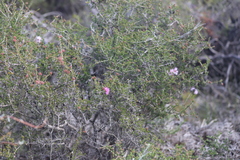 Melaleuca subtrigona
