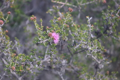 Melaleuca subtrigona