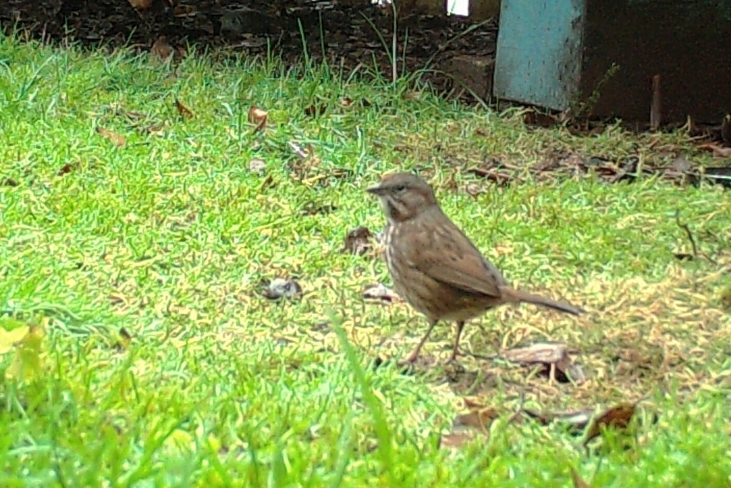 Song Sparrow From Astoria OR 97103 USA On December 25 2021 At 11 23   Large 