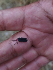 Pyractonema