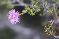 Melaleuca subtrigona