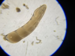 Marginulinopsis bradyi