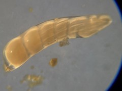 Marginulinopsis bradyi