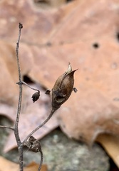 Pyrrhia aurantiago