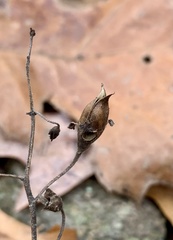 Pyrrhia aurantiago