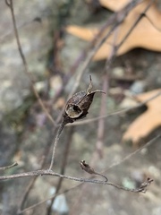 Pyrrhia aurantiago