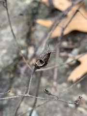 Pyrrhia aurantiago
