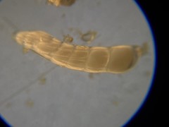 Marginulinopsis bradyi