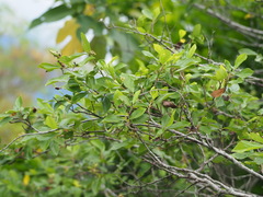 Grewia rhombifolia