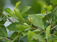 Grewia rhombifolia