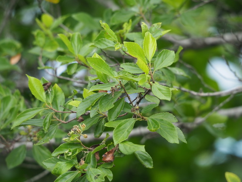 Grewia rhombifolia iNat (1)