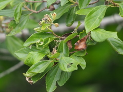 Grewia rhombifolia