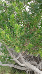 Myoporum insulare