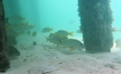 Plectorhinchus chrysotaenia