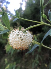 Pimelea ligustrina ligustrina