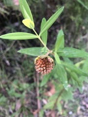 Pimelea ligustrina ligustrina