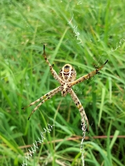 Argiope magnifica