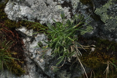 Campanula tridentata biebersteiniana