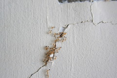 Monomorium pharaonis