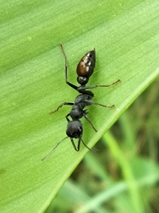 Myrmecia mandibularis