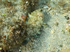 Cheilinus chlorourus